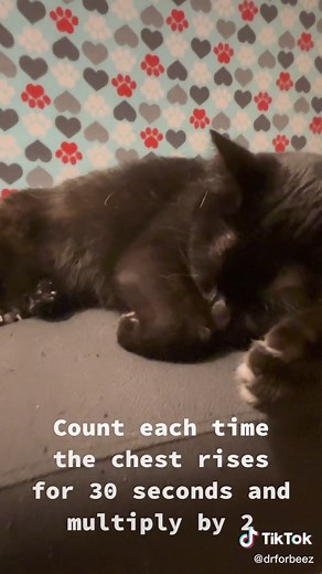 Understanding Your Cat's Normal Breathing Patterns