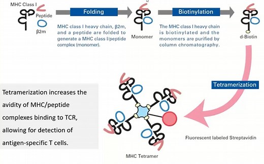 MHC四聚体—抗原特异性T细胞的检测技术