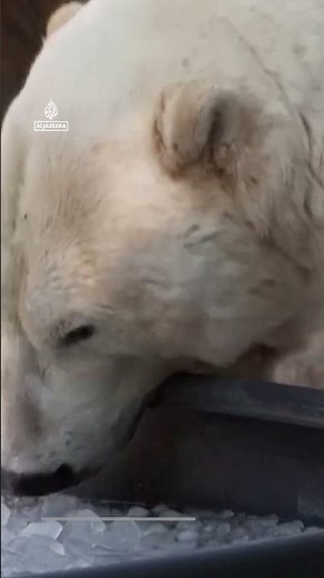 Prague Zoo keeps polar bears cool with ice amid heatwave