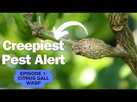 Citrus Gall Wasp Treatment - The Most Satisfying Way to REMOVE these Garden Pests.