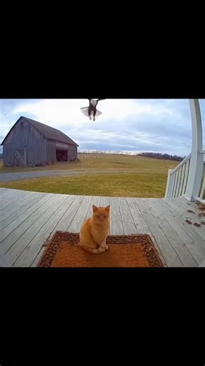 Bird met the wrong cat 😺 | Konde Ai