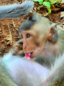 2.5K views · 59 reactions | Poor Child Still Need Milk, Pregnant Mother Monkey Lock Milk , A Big Child Steal Milk Very Sc沈ary.mp4 #monkey | Monkey vdo | Facebook