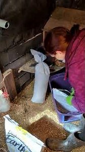 DIY Dust Bath #chickens #dustbath #backyardchickens #backyardflock #homestead #raisingchickens #diy