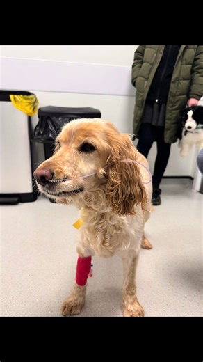 Mabel's Sudden Illness: A Dog Owner's Heartbreak