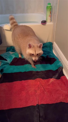 Raccoon Bath Time Shenanigans: Cute Moments & Laughs