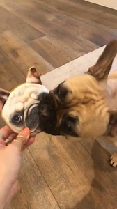 Face off 🐶🐶 | Rosanna Pansino