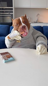 210K views · 20K reactions | CHOCOLUNCH: Dog chocolate (safe for dogs) | Chocodogger | Facebook