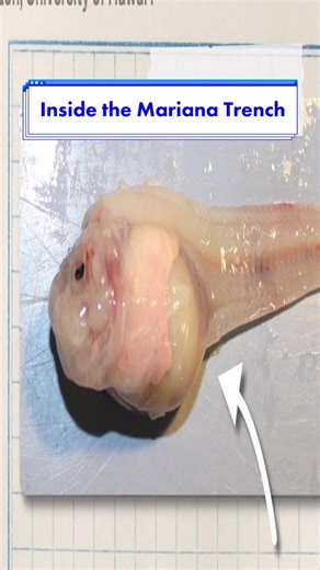 Exploring the Mariana Snailfish: Flexibility and Adaptation