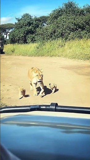 Too Close! Tiny Lion Cubs vs. Giant Safari Trucks 😱