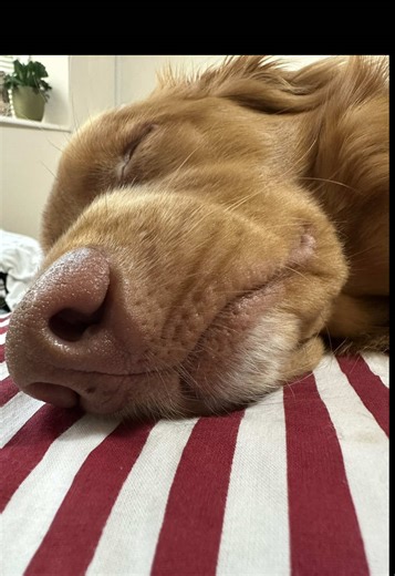 Bed invader ♥️ #toller #ducktoller #souldog #novascotiaducktollingretriever #sleepingdog