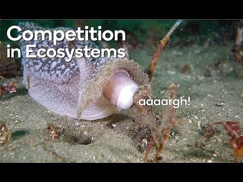 Competition in ecosystems