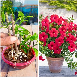 Watch how to grow hibiscus plant from cuttings | Simple method for beginners | DIY IndoorGarden