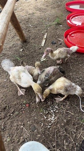 Chacun a eu sa part de riz 🌾🦆 #canard #elevage #cotedivoire🇨🇮 #bio #bonneannee2026