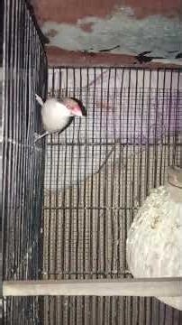 Fawn Java pair breeder pair