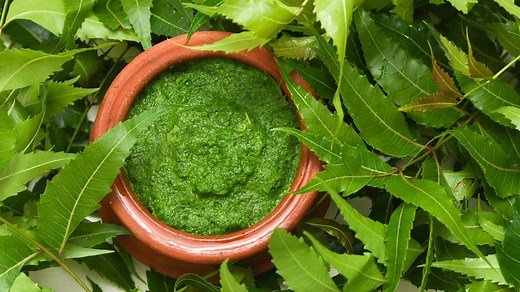 Understanding The Risks: Expert Lists Side Effects Of Excessive Consumption Of Neem Leaves On Kidney Health
