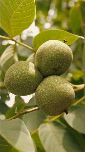 Nature's Dark Side: The Toxic Secret of Black Walnut Trees for Plants and Horses!