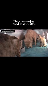 131K views · 5.3K reactions | Safe inside, while the world keeps spinning.  #clawsable #cathouse #heatedcathouse #outdoorcats #catshelter #feralcats #rescuecat #straycat #wintercats #catrescue #communitycats #catasmr | Clawsable | Facebook
