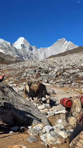 282K views · 11K reactions | Yaks are heading back from Bese camp of Mount Everest ❤️ - #YAK #nepaltravel #AdventureAwaits | Damu Mainali | Facebook