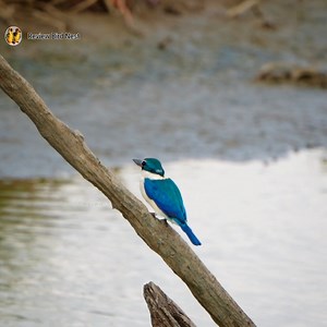 18K views · 4.3K reactions | The collared kingfisher Bird | Review Bird Nest | Facebook