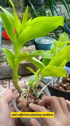 Tips to ensure your purchased orchids are stress-free and thrive: When a new orchid arrives, don't immediately pot it. Give it time to adjust to its new environment. If the potting mix is ​​low, add more. If the orchid arrives dry, spray it with water to freshen it up, then store it in a shady area. Once the orchid has adjusted to its new environment, you can move it to its new pot. We hope this helps! Happy orchid gardening! #fblifestyle #caringfororchids | Ratna Wati
