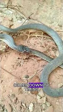 A snake is actually eating its own tail #animals #wildlifeentertainment #wildlife #wildliferescue