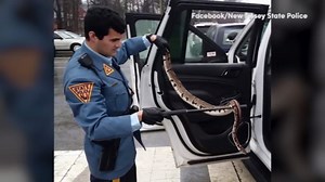 Surprised toll booth worker calls state police after finding python