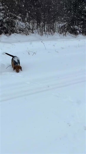 Spent the day chasing cottontails here on the farm. | Tom O'Connor