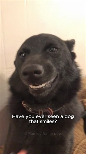 Max Grin Mode: The Funniest Dog Moments