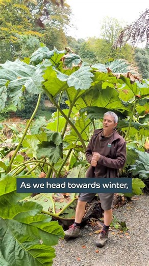 1.3K views · 311 reactions | The last of the gunnera leaves  . . . . #trebah #trebahgarden #gunnera #gardening #falmouth | Trebah Garden | Facebook