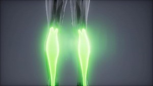 gastrocnemius- Visible muscle anatomy map