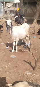 1.1K views · 16 reactions |  The Importance of Record Keeping in Ram...