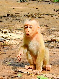 145K views · 2.5K reactions | Poor Lynx crying terrifying don't see his Mom #beautiful #monkeydluffy #monkeycute #babymonkey #monkeyface #lovely #monkey #cute #animals #animalsbaby #poormonkey #monkeycry #funny #funnyvideo #cuteanimals | Monkey TV7 | Facebook