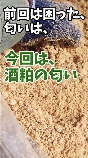 沖縄のサイオンEM1号（EM菌）を使ったぼかし肥料は大成功しました。これはおすすめです #Shorts