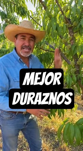 2 Tips para arbol de Durazno, #plantas #agricultura #tips