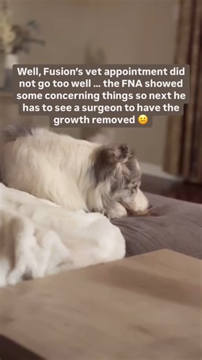 SpiritDog Training on Reels | Facebook