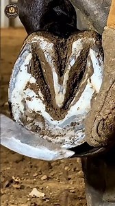 Deep Center Reveal | Packed Hoof Cleaning #satisfying #farrierlife #farrierwork