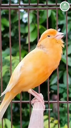 Bird Sounds | Relaxing Nature Chirping Compilation (No Music) #BirdSounds #BirdSongs