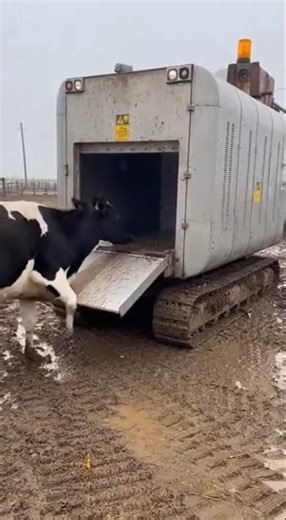 🐄A cow that turns into a steak🐄 #futurefarmai #dnasequencing