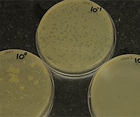 Plaque Assay: Phage Enumeration in Environmental Samples