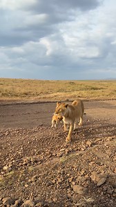 1.2M views · 27K reactions | Lioness Maasai Mara Kenya  | Lemurt Wildlife | Facebook
