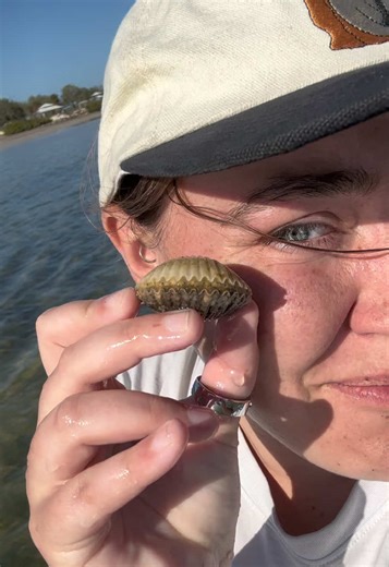 Did you know that scallops have hundreds of blue eyes?! 👀🩵 All of these eyes help them to detect predators in the water and swim away!! Scallops are one of the few bivalves that are able to swim through the water by opening and closing their shells! 🐚🏝️✨🌊🧜🏼‍♀️ #scallop #seashells #tampabay #blueeyes #scallops