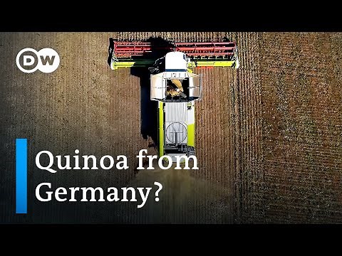 German farmers plant new crops to meet new climate challenges | Focus on Europe