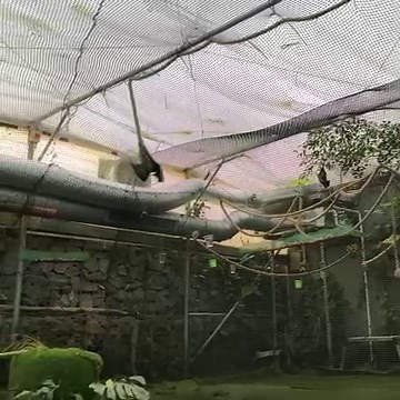 🦇 Did you know that the bone structure of a bat’s wing is very similar to a human hand? 🦇 🦴 They have flexible fingers with a thin membrane of skin stretched across, and a small claw that resembles a thumb. This claw is useful for climbing and gripping. 🌿 Being able to move individual fingers enables quick agile movements, as their wings can be positioned in various shapes. ⭐️ Critically Endangered Livingstone’s fruit bats, the species filmed here at Jersey Zoo, have an impressive 1.5m wings