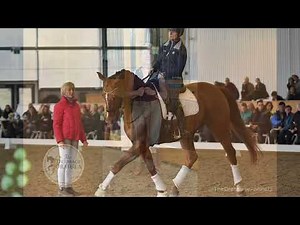 Introduction to the Neck Strap: The Dressage Formula with Daphne Haagmans