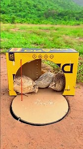 Create Amazing Quick Quail Trap Using Cardboard Box #camping #bushcraft #survival #skills