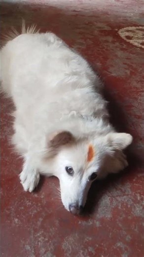 मासूमीयत का पूजारी 🐶🐶