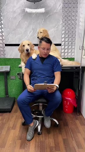 Cómo bañar a tu Golden Retriever: Pasos esenciales