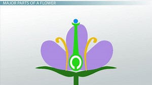 Ovary in Flowers | Definition, Structure & Functions