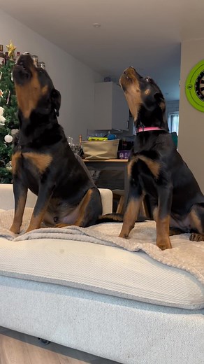 Rottweiler Puppy Howling Lesson Update