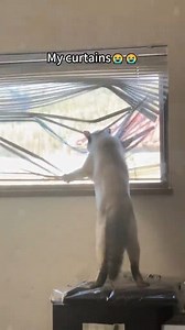 Troublesome cats#cat #funny #catsoftiktok #cats #funnycat #animallover #pets #cutecats | Cats Fun